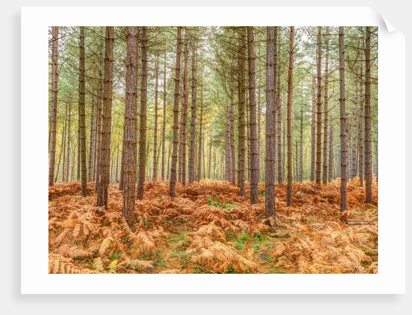 Tall trees in Autumn forest by Assaf Frank